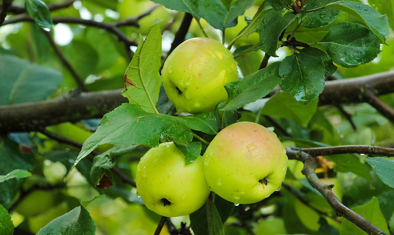 Vibrant green apples with dew hanging from a tree branch in a lush garden setting.